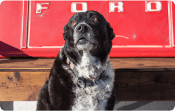 Auto Repair Team in Carson City - Daisy | Capitol Automotive